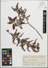 Foto von Salix pedicellata Desf.